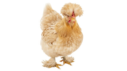Isolated Buff Laced Polish chicken, a fancy breed with crest of feathers, portrait view