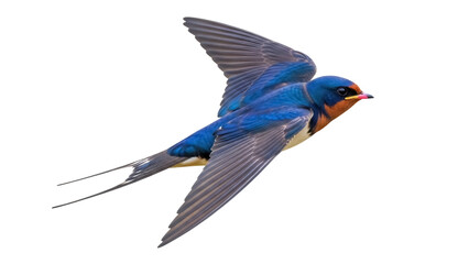 Isolated Barn Swallow Flying, Wildlife Bird in Flight, Springtime Scene, Birdwatching Outdoors