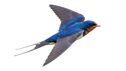 Isolated Barn Swallow Flying, Wildlife Bird in Flight, Springtime Scene, Birdwatching Outdoors