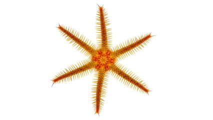 Isolated spiny brittle star with six arms, orange sea creature with spikes, no background