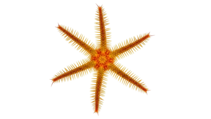 Isolated spiny brittle star with six arms, orange sea creature with spikes, no background