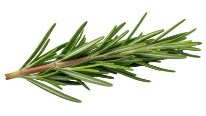 Fototapeta premium Isolated fresh rosemary sprig is a vibrant green culinary herb for food flavor, no background
