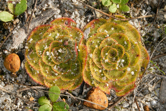 Close-up of two rosettes of painted sundew (Drosera zonaria) in natural habitat, Western Australia