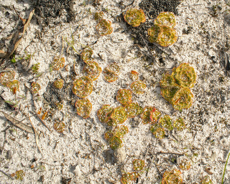 Painted sundew (Drosera zonaria) colony growing in white sand, Southwest Australia