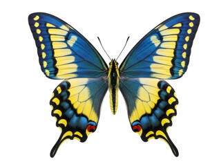 Isolated swallowtail butterfly with patterned wings, showing beautiful detailed coloration