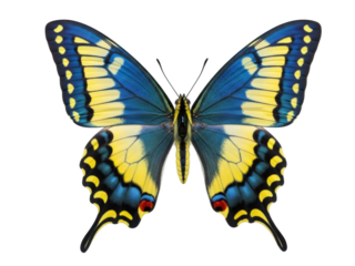 Isolated swallowtail butterfly with patterned wings, showing beautiful detailed coloration