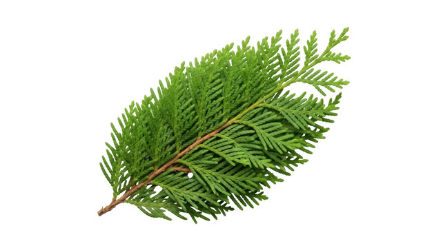 Isolated branch of green foliage from Thuja tree species, evergreen tree in garden