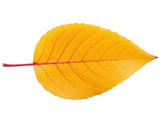 Isolated yellow autumn leaf showing detailed veins, attached to a red branch, vibrant colors