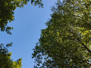 Obraz premium Summery trees against blue sky. Space for text.