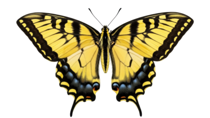 Isolated swallowtail butterfly, a beautiful close-up of a vibrant insect against nothingness