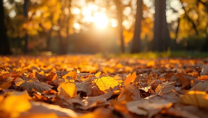 Golden Autumn Leaves Scattered on Forest Floor with Warm Sunlight Shining Through Trees in Background