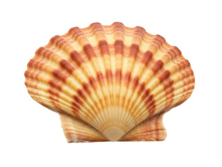 Isolated scallop shell fan with tan brown stripes, beautiful ocean marine animal treasure