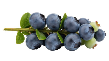 Fototapeta premium Isolated branch with ripe blueberries ready to eat healthy superfood antioxidant snack