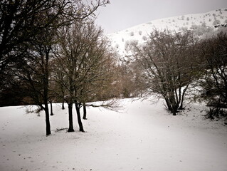 Alberi sulla cima tra la neve