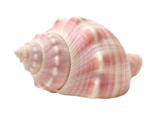 Isolated pink sea shell, marine life conch shell, natural elegance for decor & collectibles