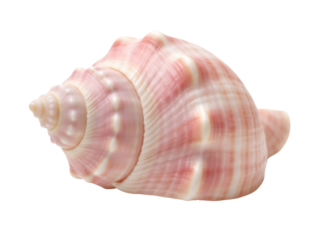 Isolated pink sea shell, marine life conch shell, natural elegance for decor & collectibles