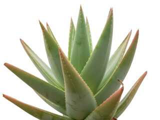 Isolated aloe vera plant, spiky succulent foliage, green and red-tipped leaves in studio shot