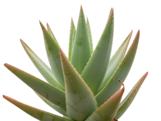 Isolated aloe vera plant, spiky succulent foliage, green and red-tipped leaves in studio shot