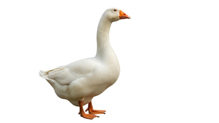 Obraz premium Isolated graceful goose with orange beak, standing on a neutral surface in full view, farm animal