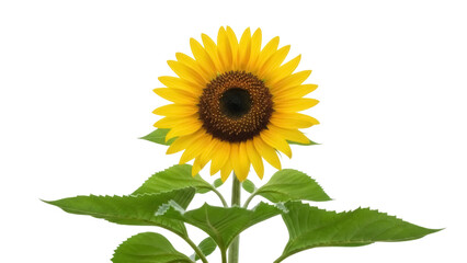 Fototapeta premium Isolated bright and sunny sunflower showing a blossom with yellow petals and green leaves
