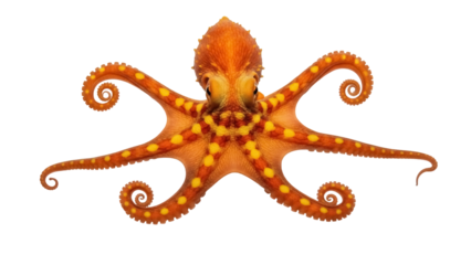 Isolated Octopus, Underwater Sea Creature with Tentacles and Yellow Dots on Orange Skin