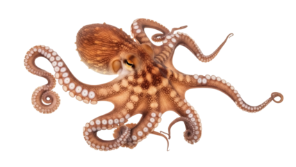 Isolated closeup of a healthy Common Octopus with eight arms, detailed and vibrant, marine life