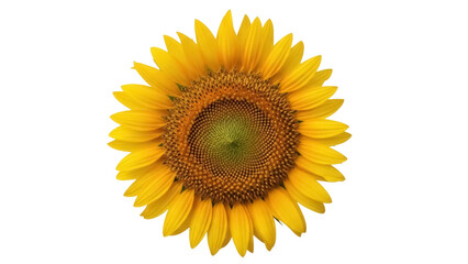Obraz premium Isolated sunflower blossom with vibrant yellow petals and brown center, floral detail