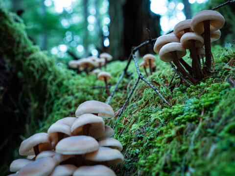 View of pale mushrooms sprout from vibrant green moss-covered logs under the soft light filtering through the forest canopy, Vancouver, Washington, United States.