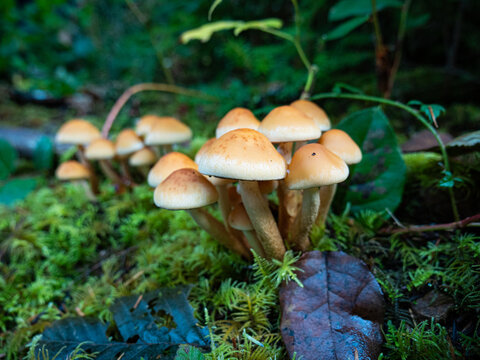 View of golden-brown mushrooms sprout from vibrant green moss, a fallen leaf adding a touch of autumn amidst the lush forest floor, Vancouver, Washington, United States.