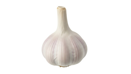 Isolated bulb of aromatic garlic, a healthy culinary spice and seasoning ingredient