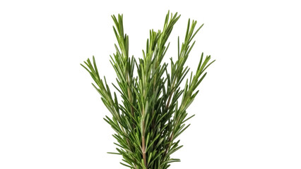 Isolated rosemary sprigs aromatic culinary herb for cooking and garnishing fresh herb usage