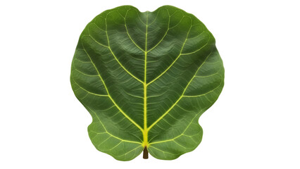 Obraz premium Isolated Fiddle Leaf Fig leaf showing veins in an asymmetrical leaf pattern against nothing