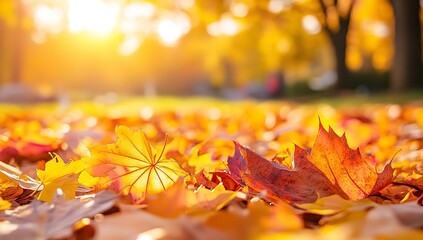 Vibrant Autumn Leaves Scattered on Ground with Warm Sunlight and Blurred Tree Background in Fall Season