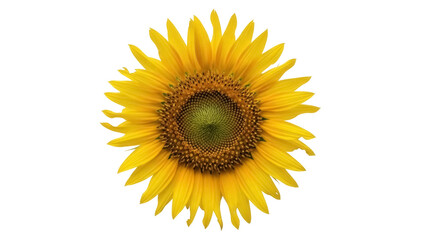 Obraz premium Isolated blossom head of a vibrant yellow sunflower, bright single flower, botanical beauty