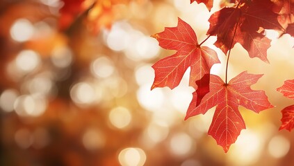 Vibrant Red Maple Leaves Against Warm Golden Bokeh Background in Autumn