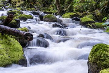 View of the vibrant, rushing stream cascades over moss-covered rocks and fallen logs in a lush, emerald forest, Carbonado, Washington, United States.