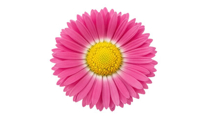 Isolated bright pink aster flower with a golden yellow center on simple background, spring flora