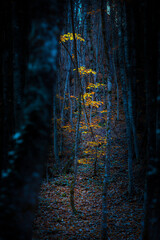 Autumn landscape. Beautiful colors of autumn and nature. Colorful nature background.