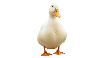 Isolated American Pekin duck, a domestic poultry breed for meat and egg production farms