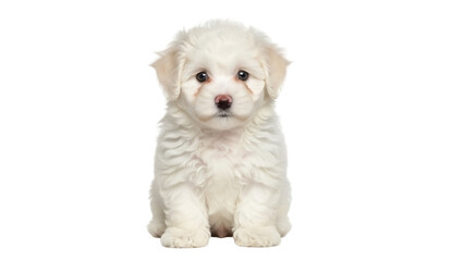 Isolated small Maltese puppy dog sitting and staring directly at camera, very cute animal