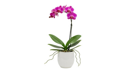 Isolated pink phalaenopsis orchid plant in a white pot, a beautiful potted tropical flower