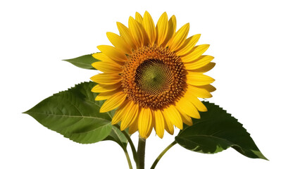 Fototapeta premium Isolated bright yellow sunflower with green leaves is a summer blossom on a flower stem