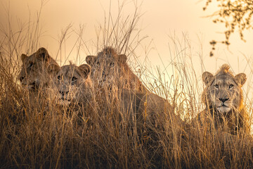 View of a pride of lions resting in the tall, golden grass under a warm, hazy sky, their eyes gleaming with quiet intensity, Hazyview, Mpumalanga, South Africa.