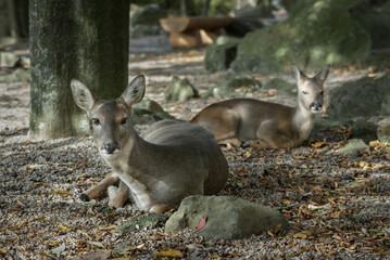 wild roe deer
