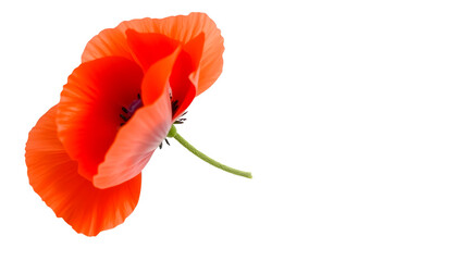  Poppy flower isolated on white background, thin translucent petals, bold red hue, soft shadow.