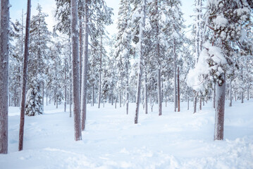 Majestic Snow-Covered Pine Forest in Pristine Winter Wilderness. A breathtaking view of a dense evergreen forest blanketed in thick, fresh white snow. The tall, slender trees create a serene and quiet