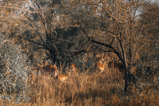 View of a herd of impala grazes peacefully amidst the golden grasses and thorny trees, a snapshot of the African bushveld, Hazyview, Mpumalanga, South Africa.