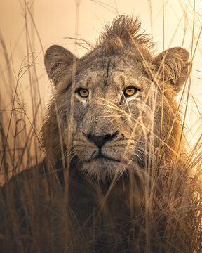 View of a majestic lion cub, framed by golden grasses, gazes intensely with piercing eyes in the warm light of the savannah, Hazyview, Mpumalanga, South Africa.