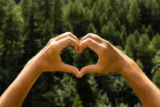 Mains qui forment un coeur sur un fond de for&ecirc;t de sapins verts en pleine nature