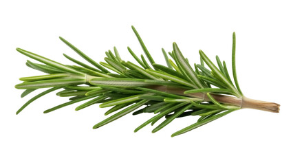 Fototapeta premium Isolated sprig of fresh rosemary for flavoring dishes and adding aromatic fragrance